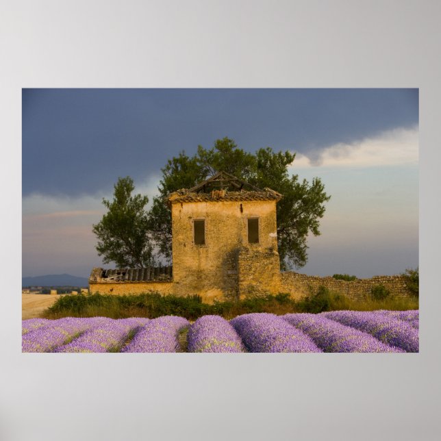 Póster Francia, Provenza. Campo de lavanda y (Frente)