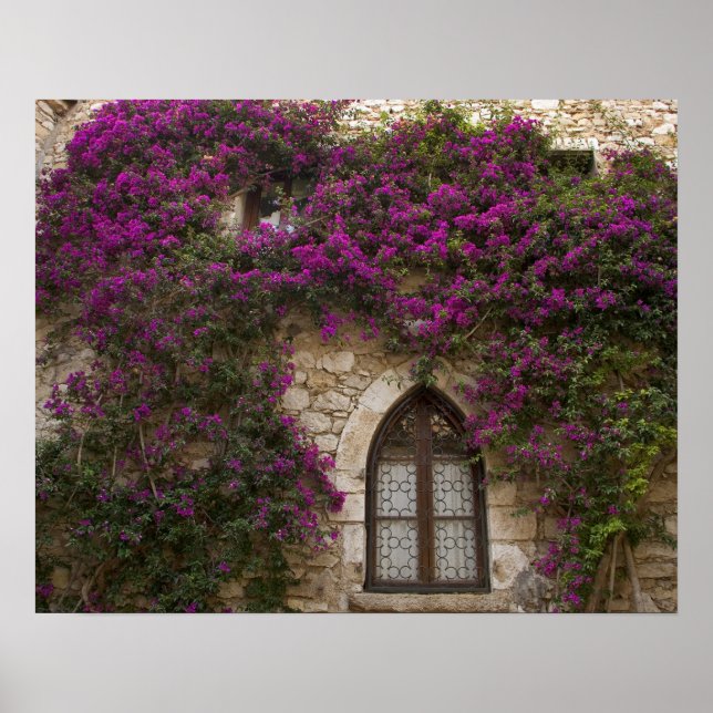 Póster Francia, Provenza, Eze. Rosa Brillante (Frente)