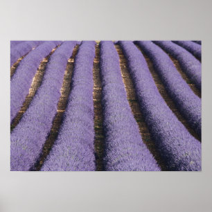Póster Francia, Provenza. Filas de lavanda en flor. 2