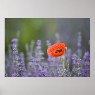 Póster Francia, Provenza. La amapola solitaria en el camp