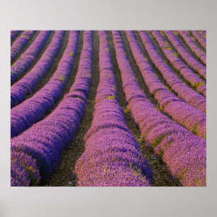 Póster Francia, Región de Provenza. Filas ordenadas de
