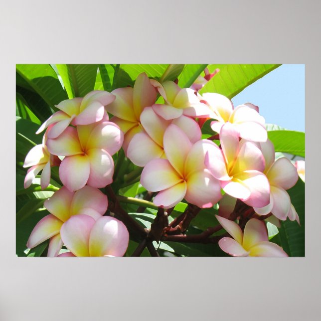 Póster Frangipani (Frente)