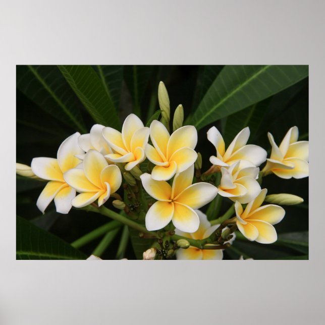 Póster Frangipani (Frente)