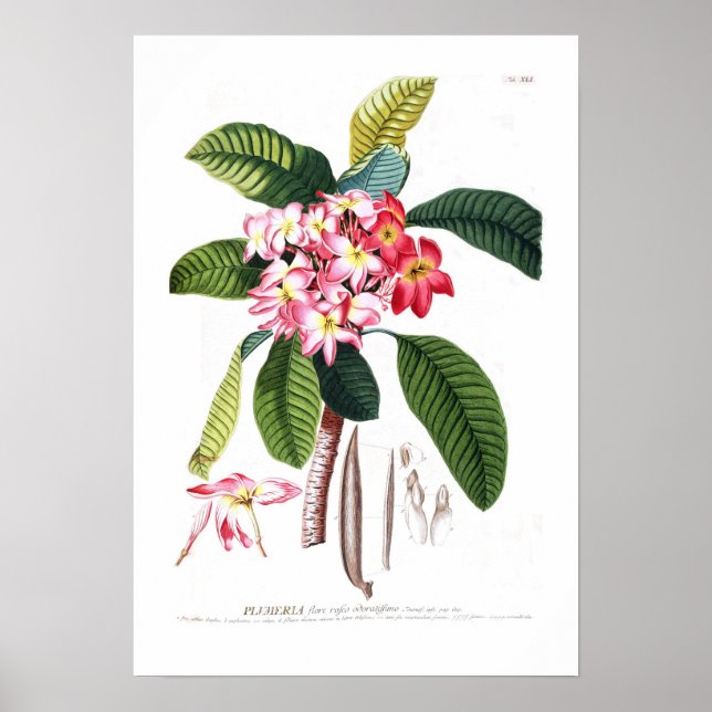 Póster Frangipani (Frente)