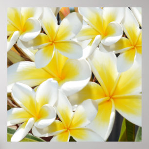 Póster Frangipani amarillo blanco Bouquet