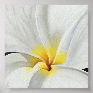Póster Frangipani blanco