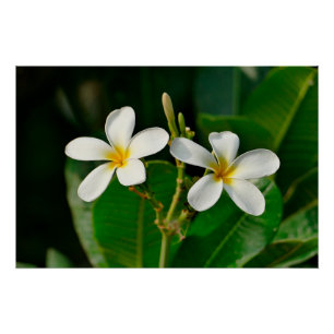 Póster Frangipani blanco