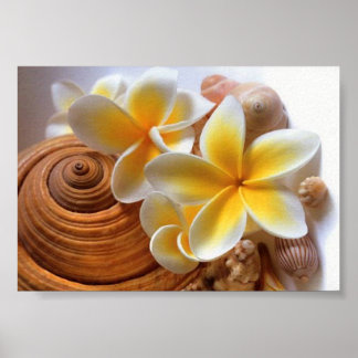 Póster Frangipani flower