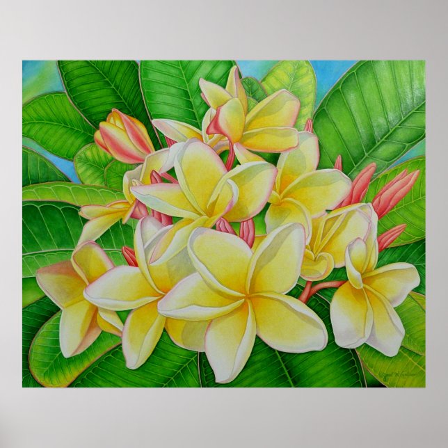 Póster Frangipani hawaiano (Frente)
