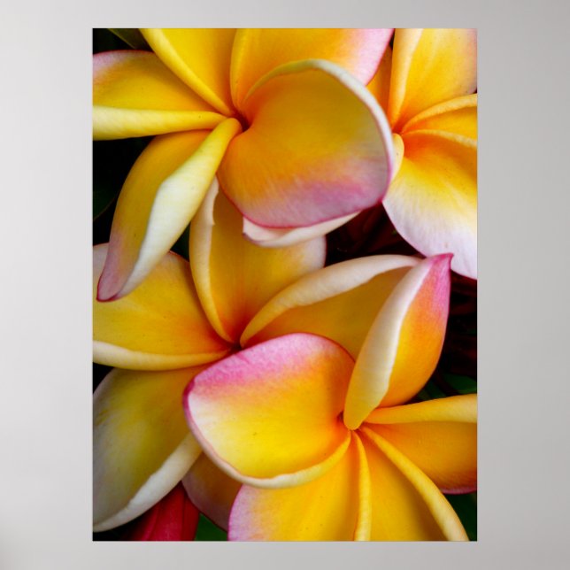 Póster Frangipani hawaiano (Frente)
