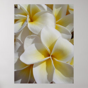 Póster Frangipani hawaiano