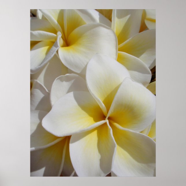Póster Frangipani hawaiano (Frente)