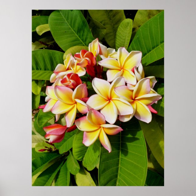 Póster Frangipani hawaiano (Frente)