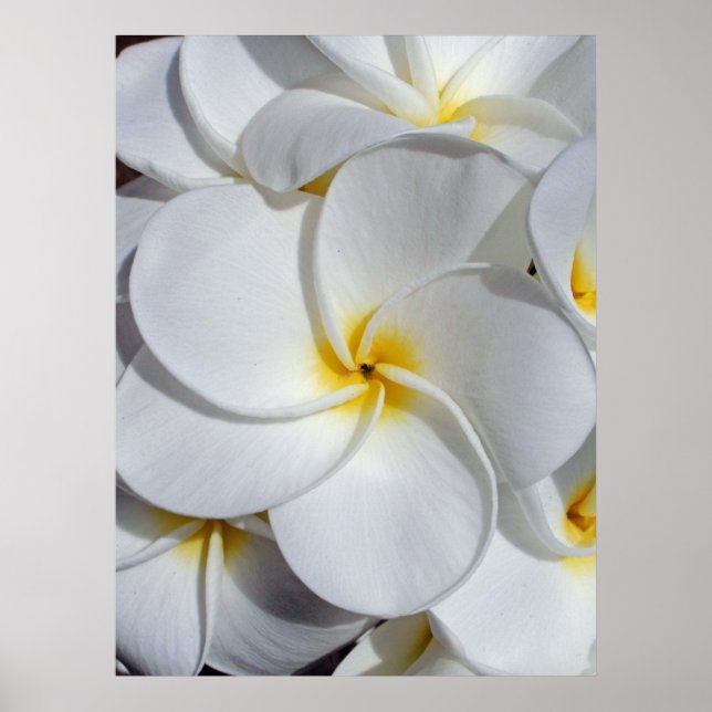 Póster Frangipani hawaiano (Frente)