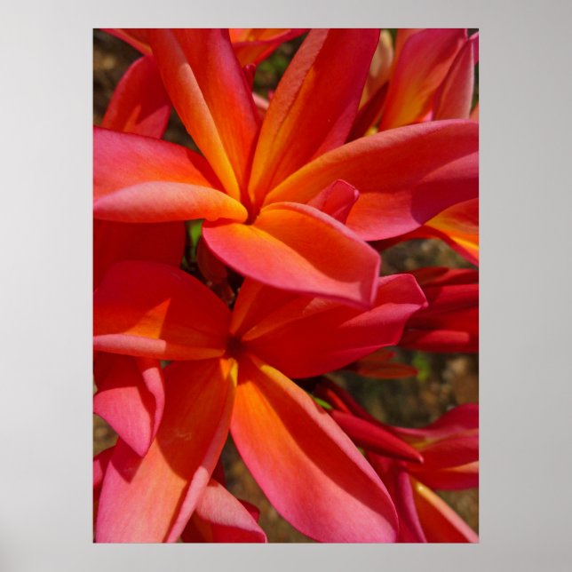 Póster Frangipani hawaiano (Frente)