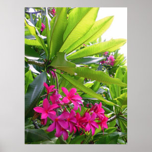 Póster Frangipani hawaiano