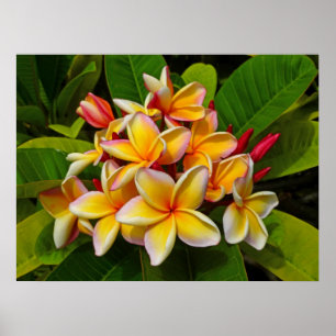 Póster Frangipani hawaiano