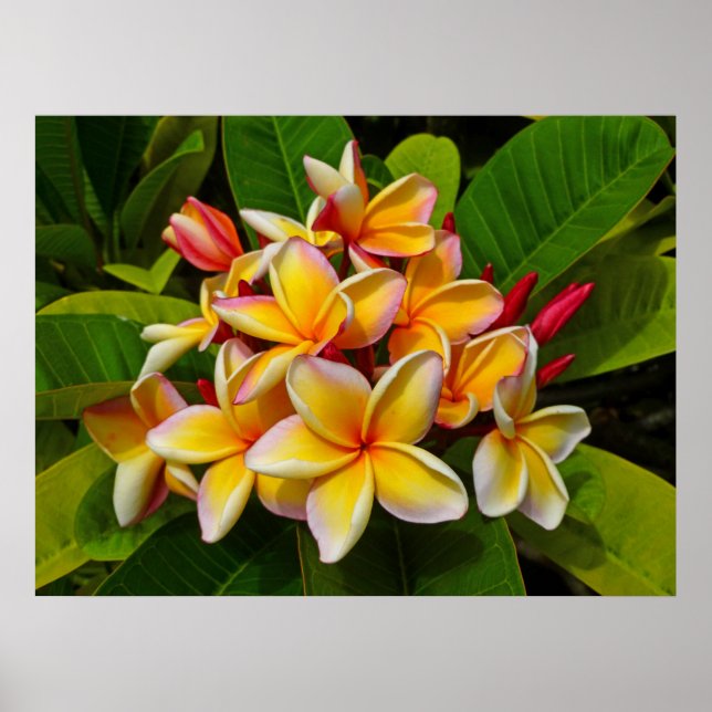 Póster Frangipani hawaiano (Frente)