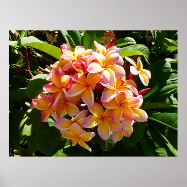 Póster Frangipani hawaiano (Frente)