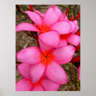 Póster Frangipani hawaiano