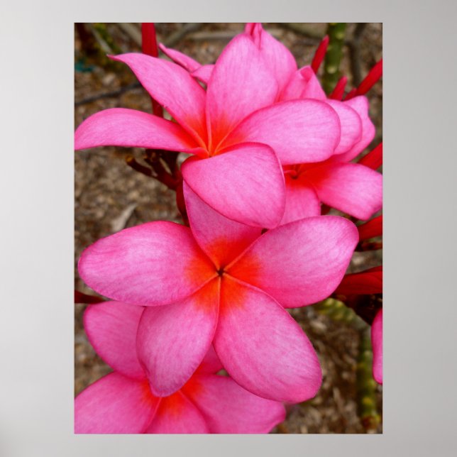 Póster Frangipani hawaiano (Frente)