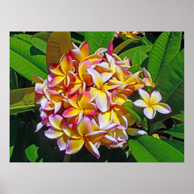 Póster Frangipani hawaiano (Frente)
