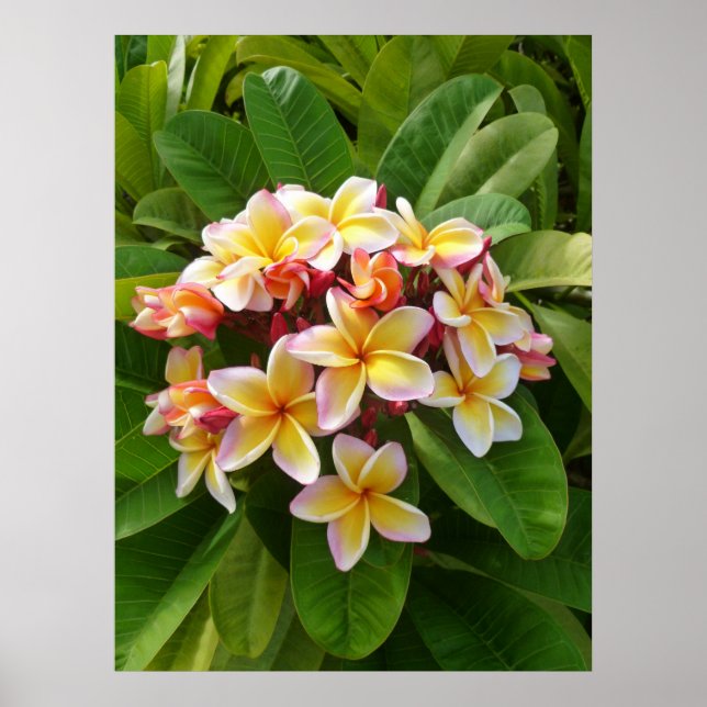 Póster Frangipani hawaiano (Frente)