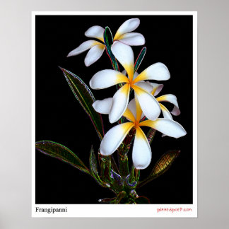 Póster Frangipanni