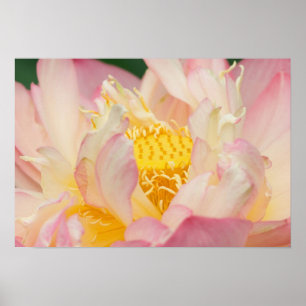 Póster Franklin NC, jardín de agua de Perry, Loto con
