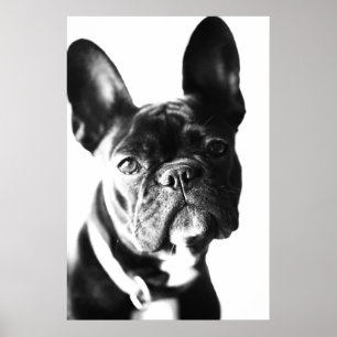 Póster französische Bulldogg