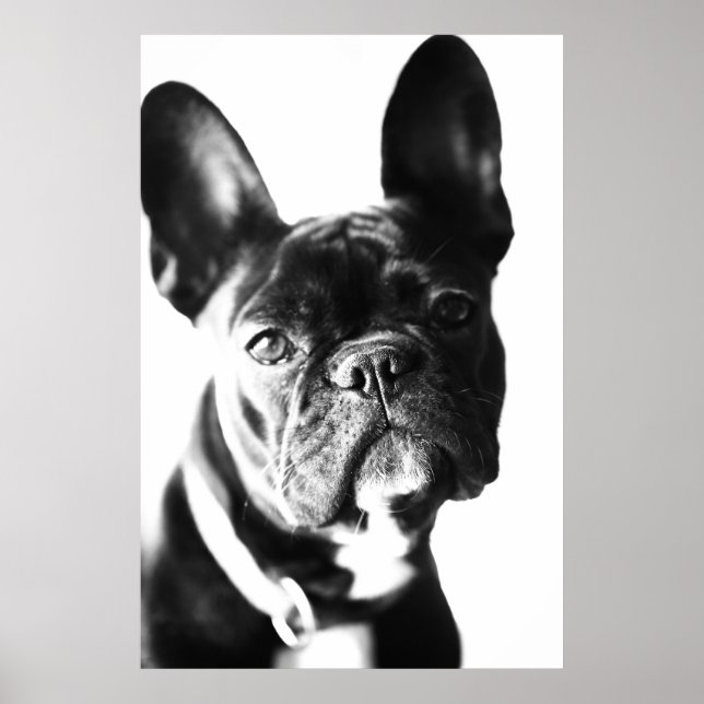 Póster französische Bulldogg (Frente)
