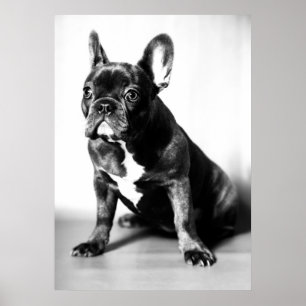 Póster Französische Bulldogge