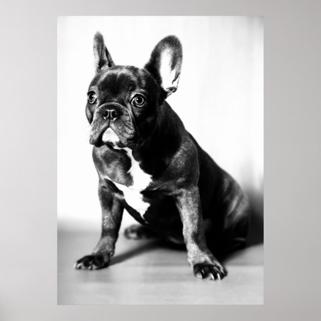 Póster Französische Bulldogge (Frente)