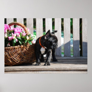 Póster Französische Bulldogge Poster