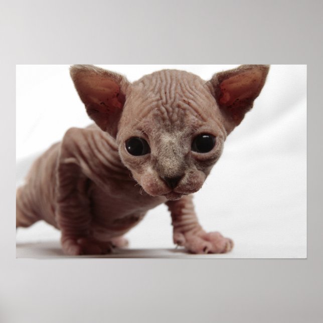 Póster Freaky Cute Furless Sphynx Kitten (Frente)