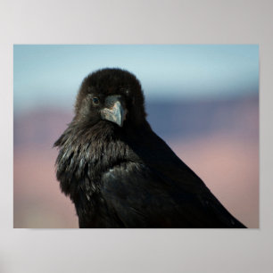 Póster Frecuentes Raven