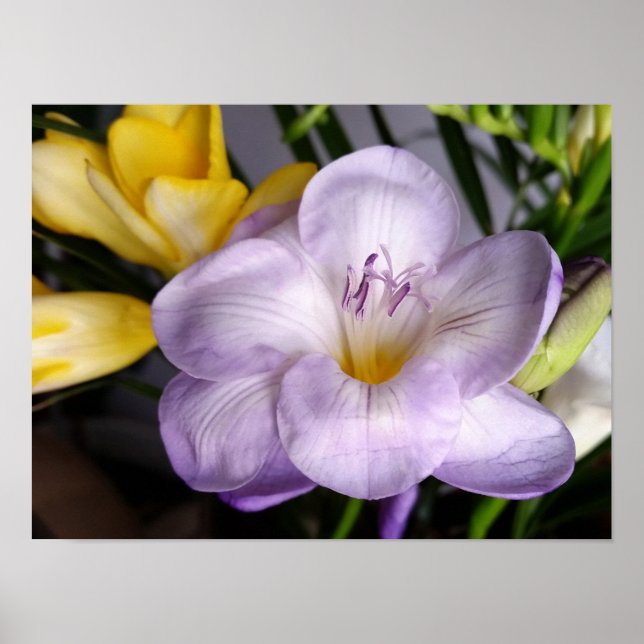 Póster freesia violeta abierta (Frente)