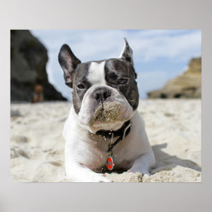 Póster french bulldog