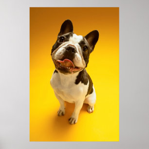 Póster French Bulldog Looking Up