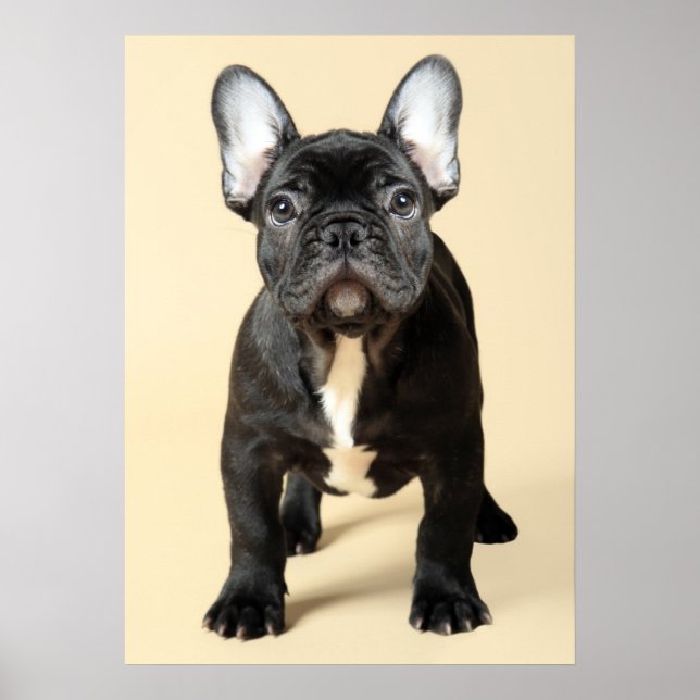 Póster French Bulldog Puppy (Frente)