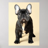 French Bulldog Puppy