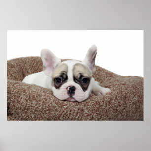 Póster French Bulldog Puppy Lying In A Dog Bed