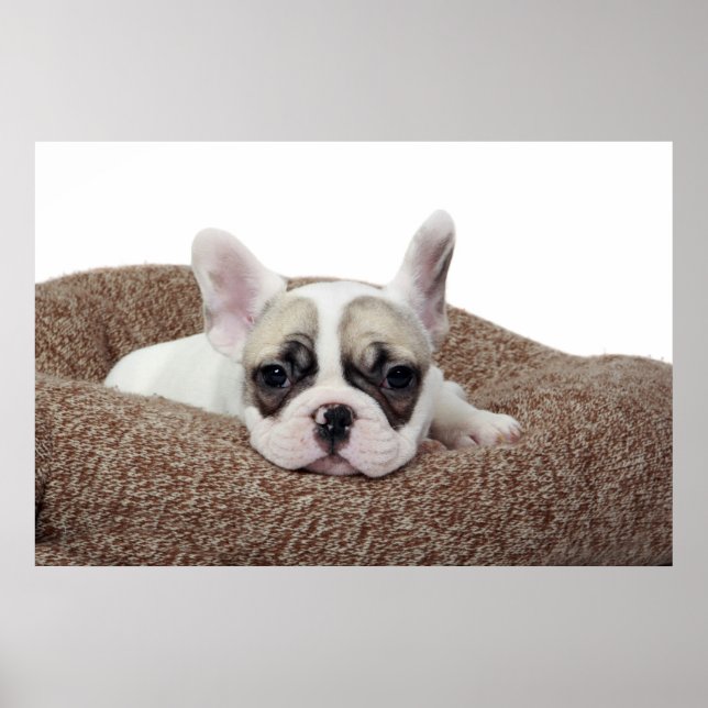 Póster French Bulldog Puppy Lying In A Dog Bed (Frente)