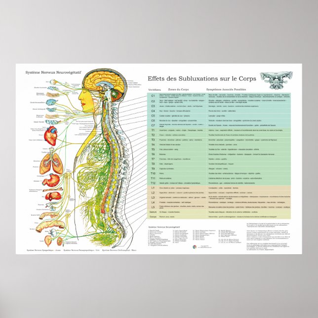 Póster French Subluxation Spinal Nerves ANS Chart (Frente)