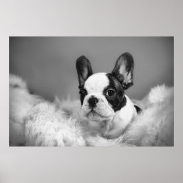 Póster Frenchie-cachorro de bulldog francés