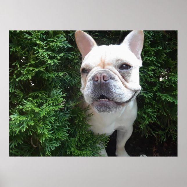 Póster Frenchy on Patrol (Frente)