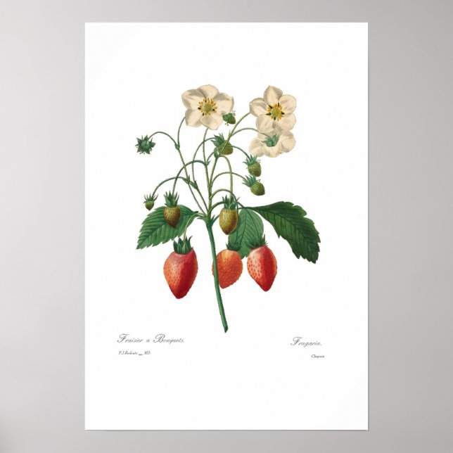 Póster Fresa (Frente)