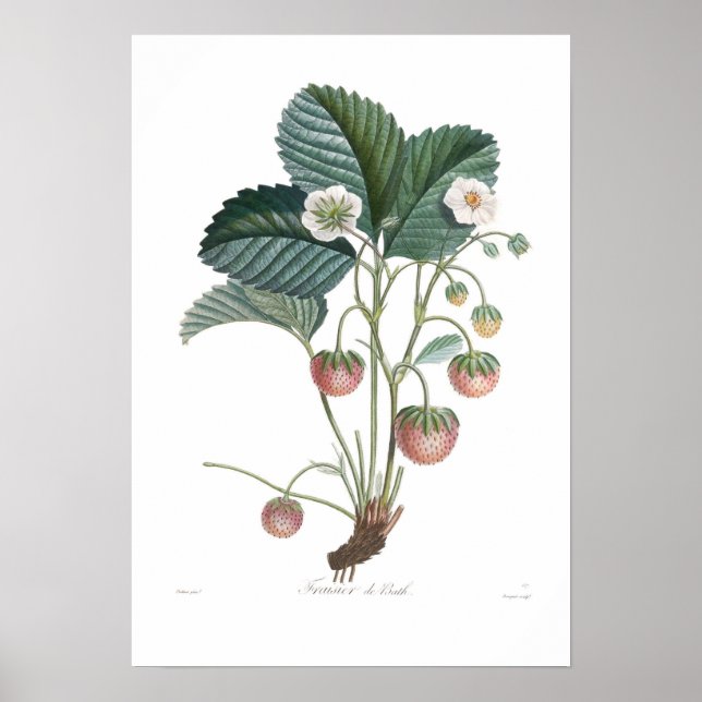 Póster Fresa (Frente)
