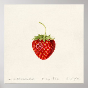 Póster Fresa (Fragaria) (1930) de Louis Charles