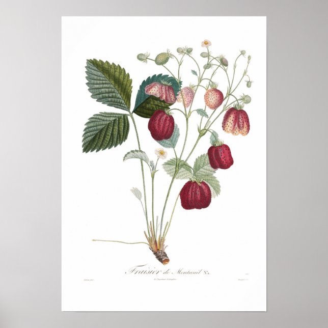 Póster Fresa, Fraisier de Montreuil (Frente)
